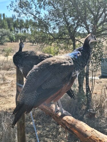Peafowl for sale