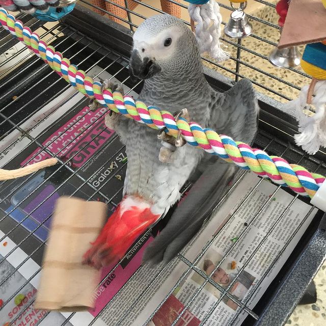 African Grey Parrots